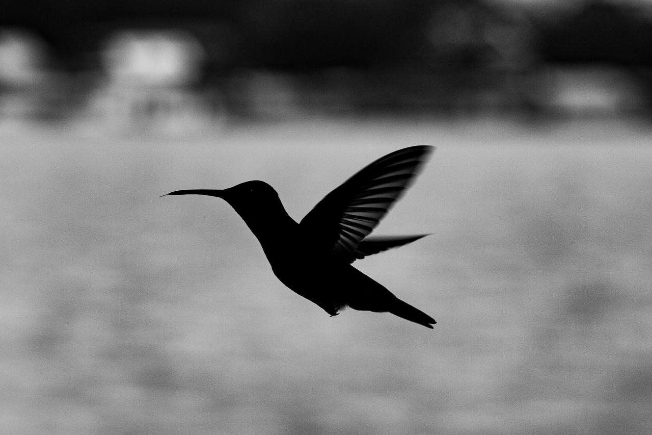 Barrbra Bnb Over The Sea Bocas Town Bagian luar foto